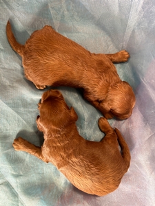 F1b Mini Goldendoodle Puppies for Sale, DOB 1-23-2024 $1200